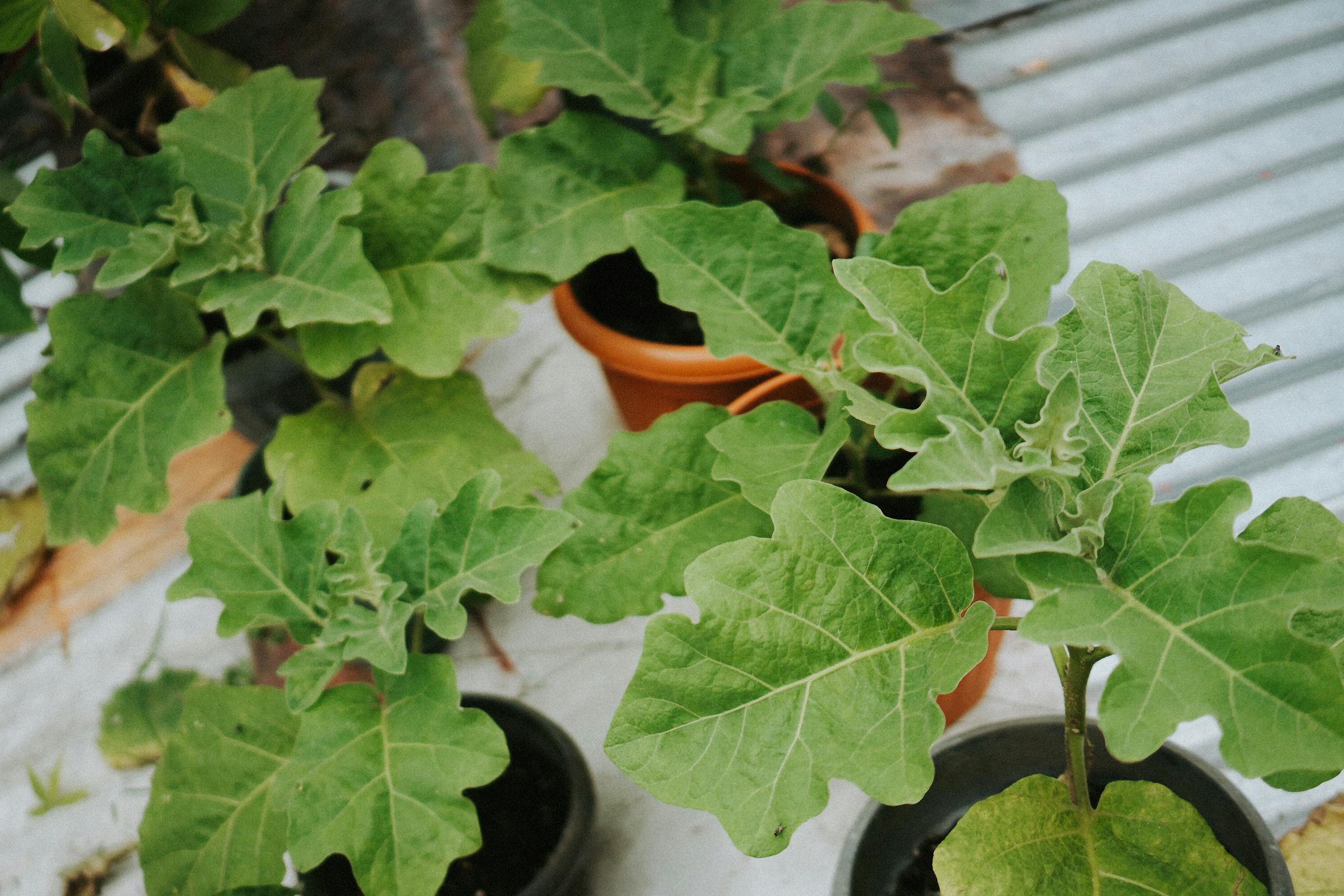 A group of potted plants with green leaves