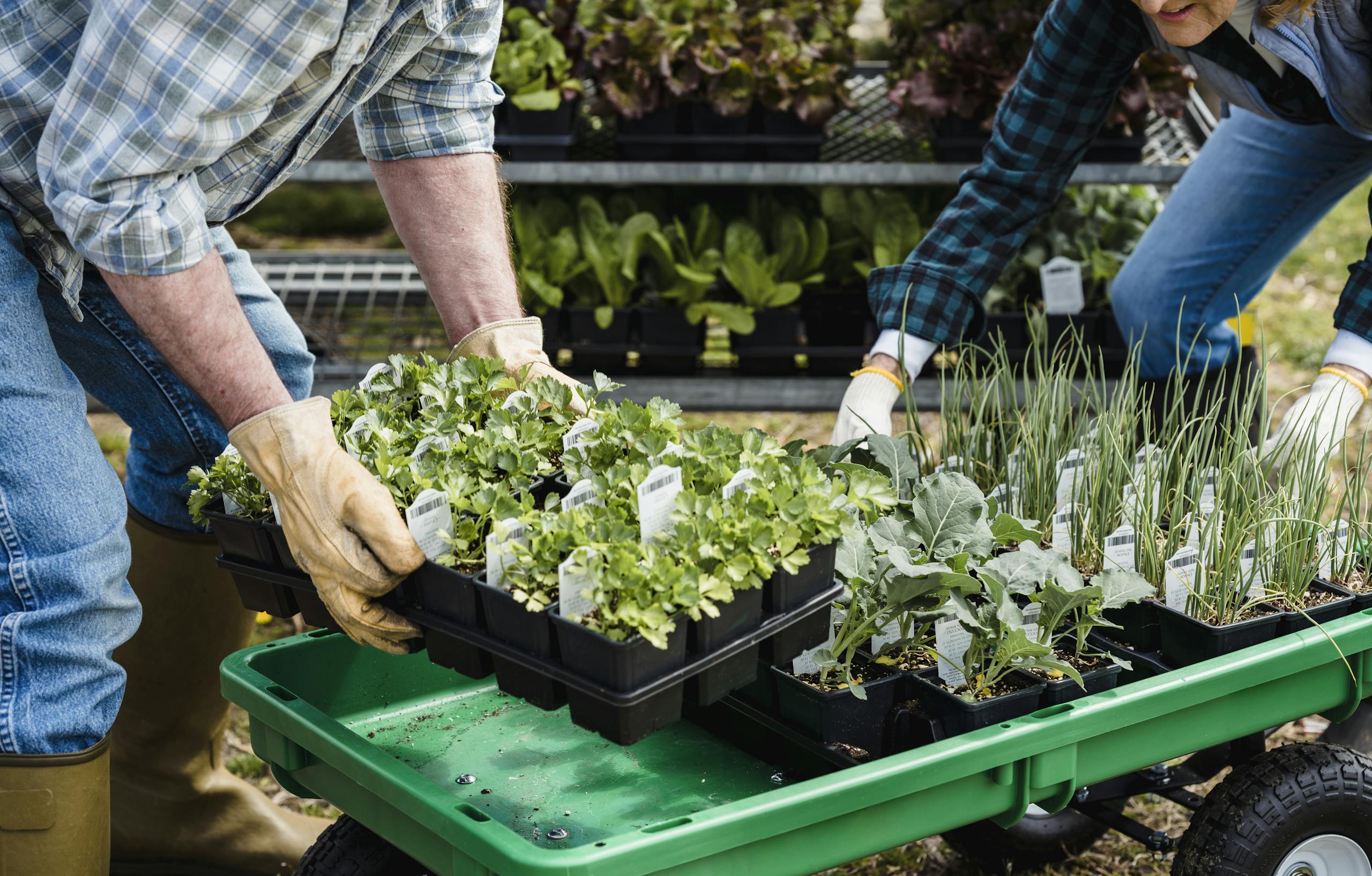 Crop couple of farmers picking containers with assorted plants