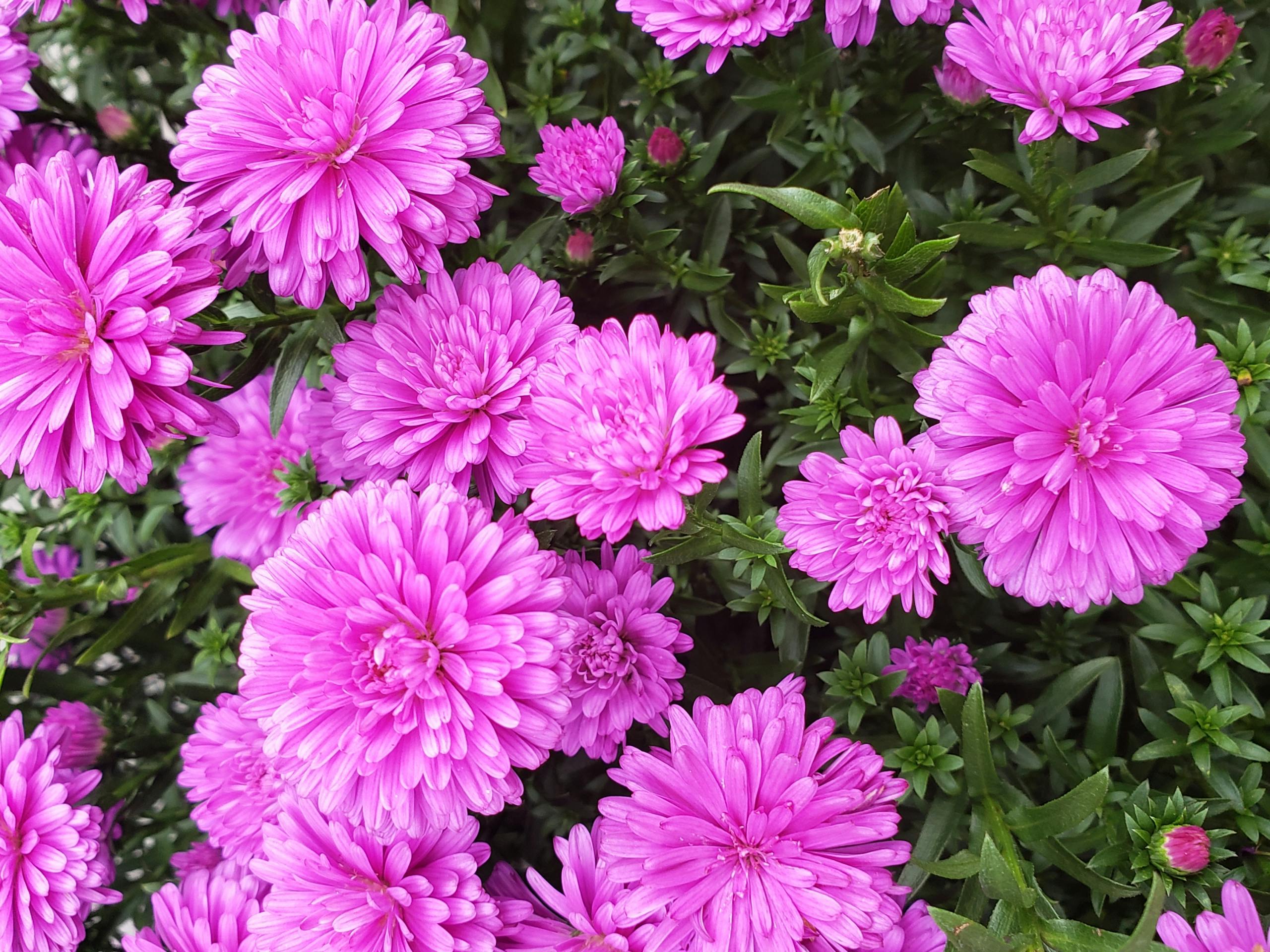 Purple Asters in Bloom